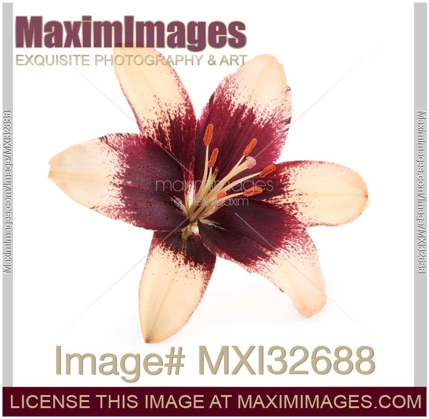 Asiatic lily artistic closeup of yellow purple red flower isolated on white background