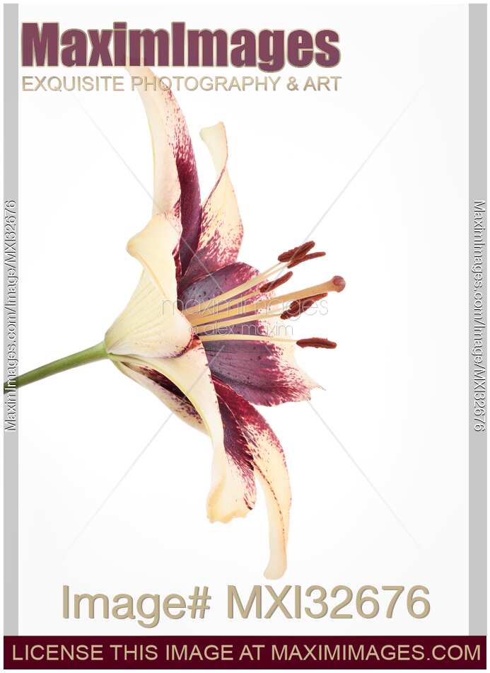 Asiatic lily closeup of yellow purple red flower isolated on white