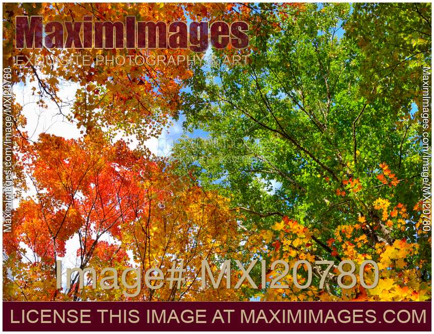 Autumn Nature