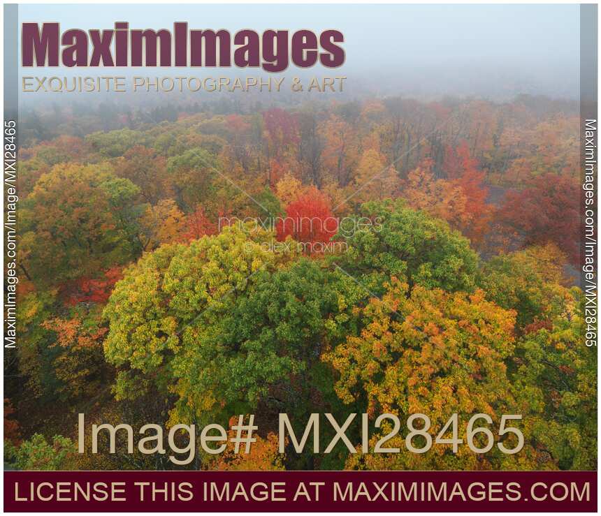 Autumn trees nature scenery of Muskoka Ontario in fog