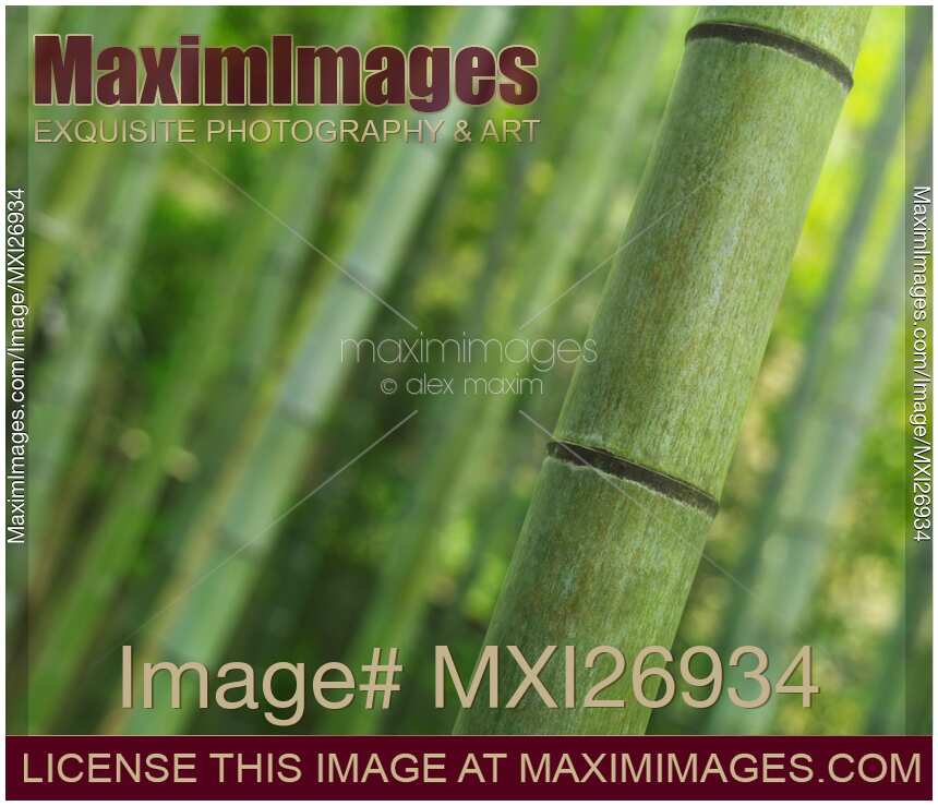 Bamboo culm closeup background