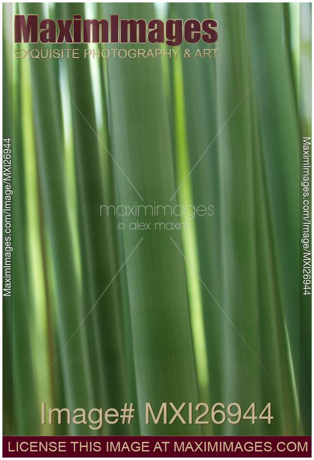 Bamboo forest abstract closeup