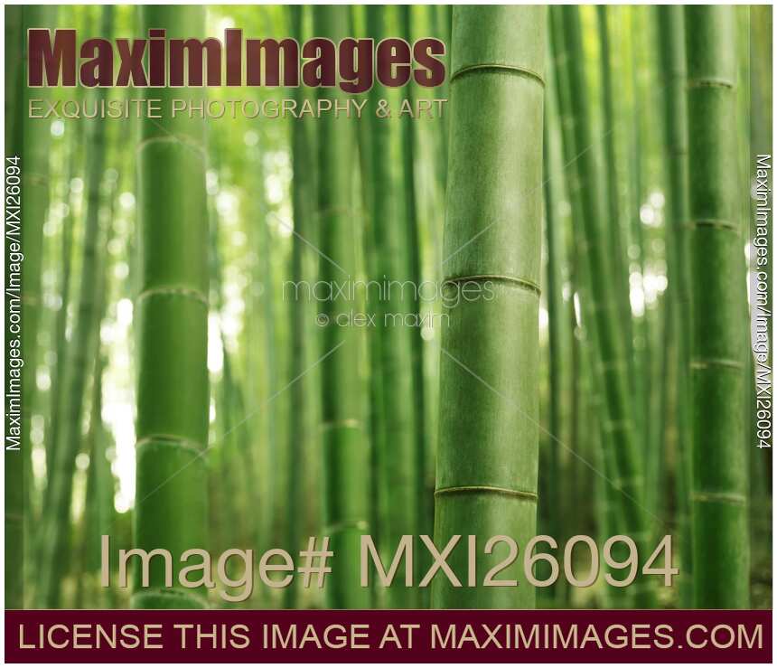Bamboo forest closeup green abstract background