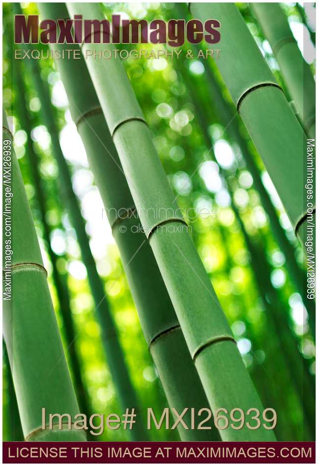 Bamboo forest closeup of culms