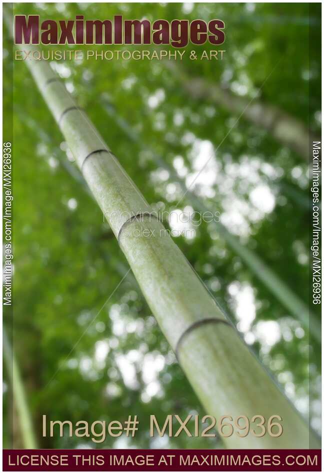 Bamboo forest closeup