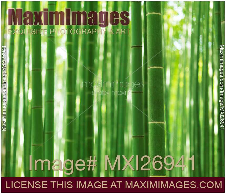 Bamboo forest culms closeup abstract background