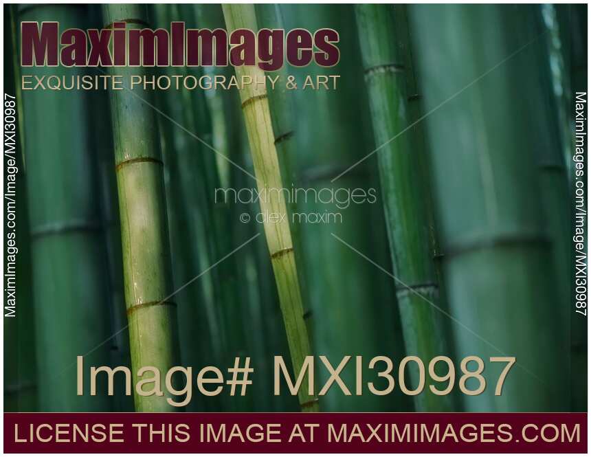 Bamboo forest in deep green colors dramatic abstract background