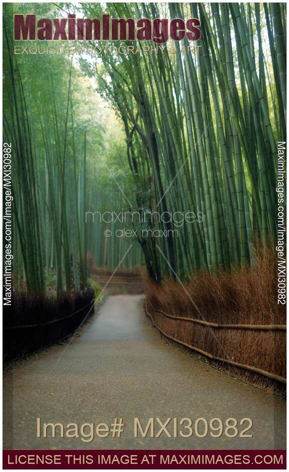 Bamboo forest scenery in Arashiyama Kyoto