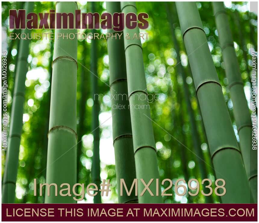 Bamboo forest stems clsoeup