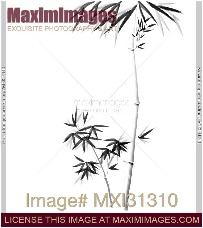 Bamboo stalk with branches and leaves Japanese Zen Sumi-e illustration on white