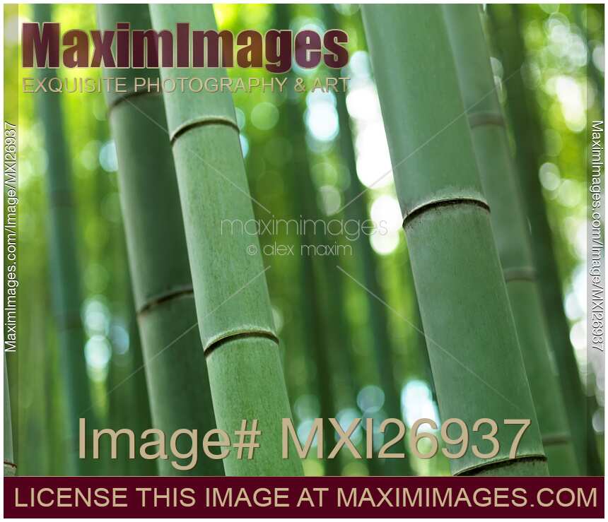 Bamboo stems
