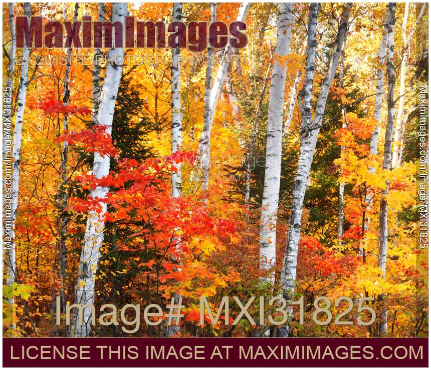 Beautiful autumn nature scenery of yellow birch trees and red maples