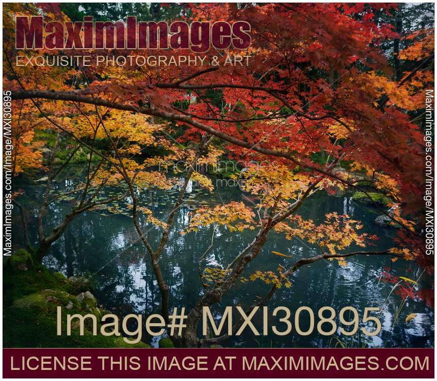 Beautiful autumn scenery at Tenjuan Temple Japanese pond garden in Kyoto