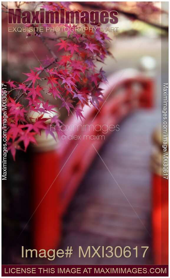 Beautiful autumn scenery of a red arched Japanese bridge in a garden in Kyoto