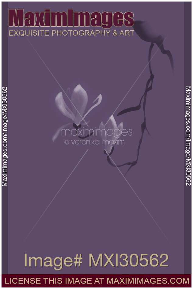 Beautiful blossoming magnolia branch and flowers Zen style illustration design in purple