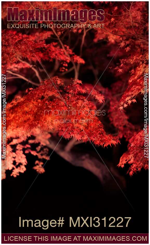 Beautiful bright red Japanese maple tree autumn foliage illuminated at night in Kyoto