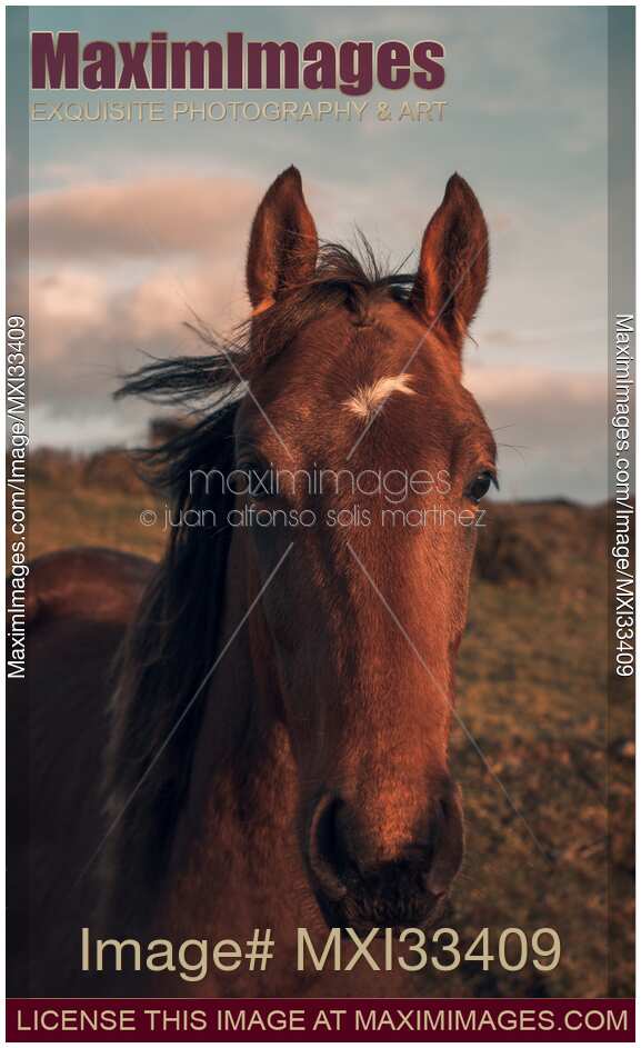 Beautiful brown horse face in sunset