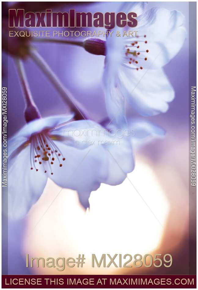 Beautiful cherry blossom and rising sun
