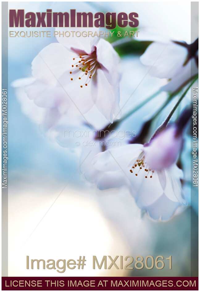 Beautiful cherry blossom flowers on blue sky background