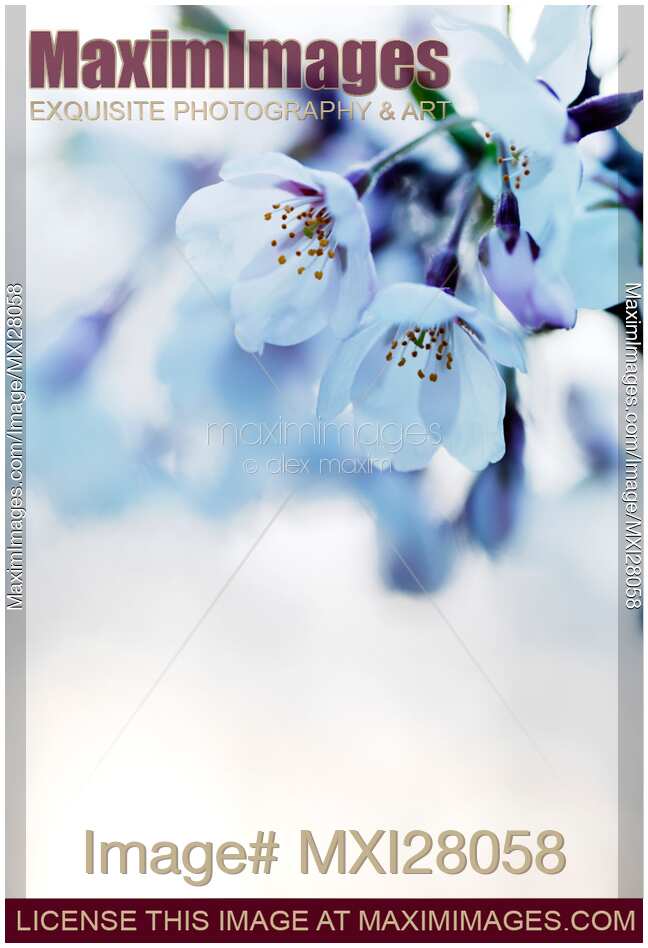 Beautiful cherry blossom flowers