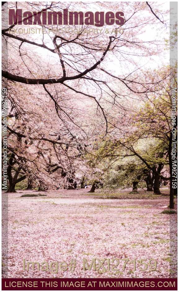 Beautiful cherry blossoms at Shinjuku Gyoen Garden springtime scenery