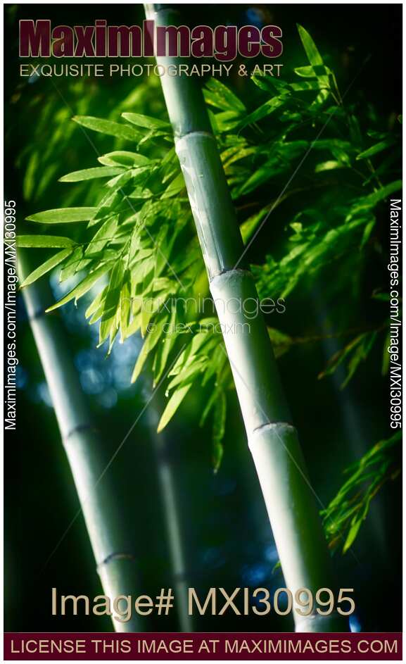 Beautiful closeup of green bamboo leaves and tall stems