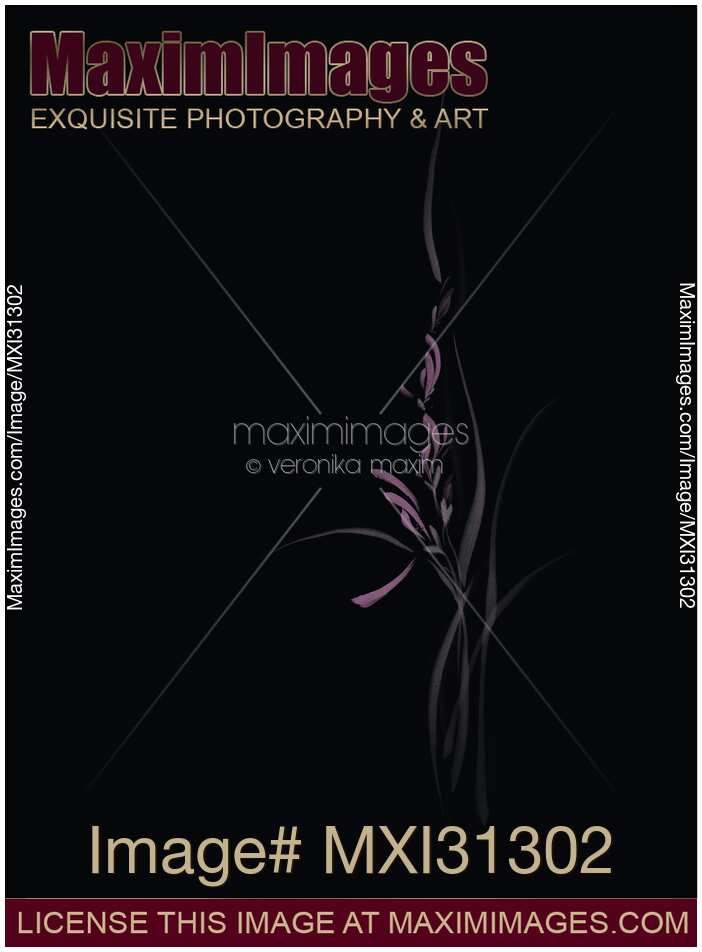 Beautiful elegant pink wild orchid flowers and leaves floral design on black background