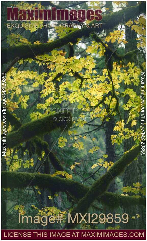 Beautiful fall nature scenery of mossy tree branches and colorful autumn foliage