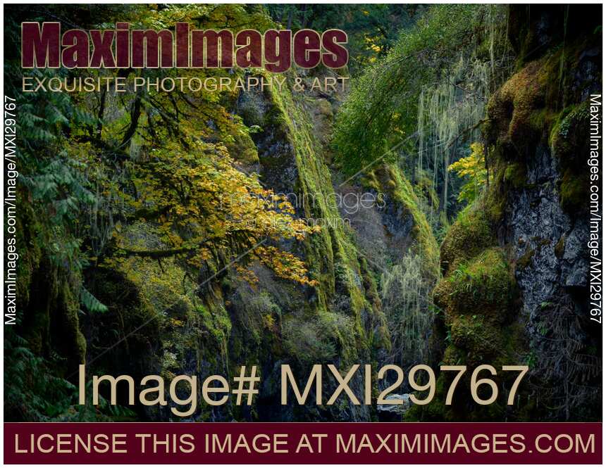 Beautiful fall nature scenery of mossy trees and rocks Vancouver Island Canada