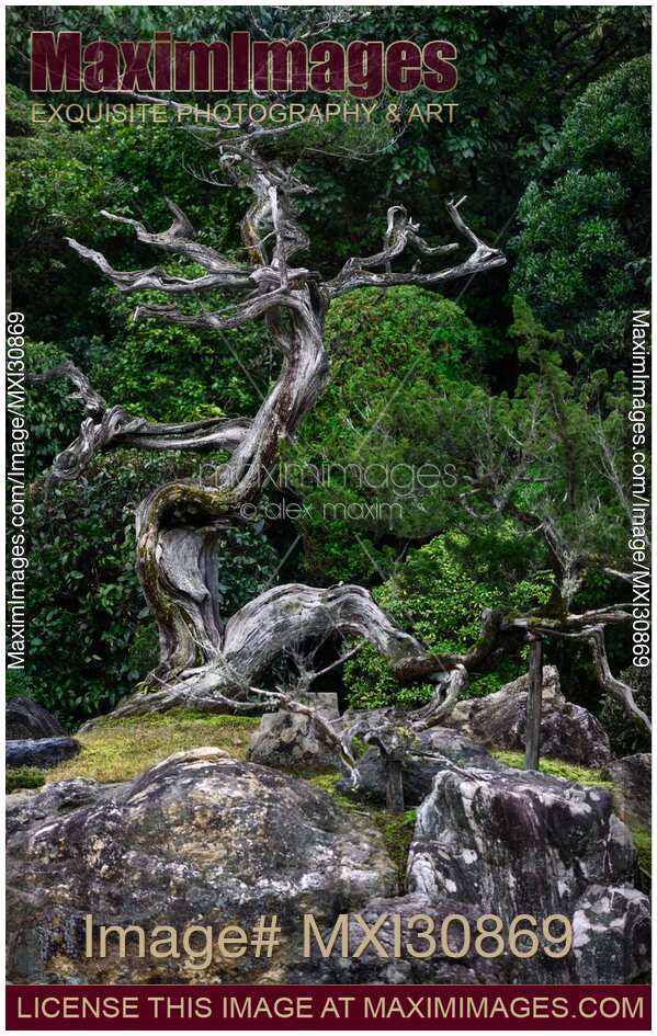 Beautiful juniper tree at Japanese Zen garden of Konchi-in historic temple in Kyoto