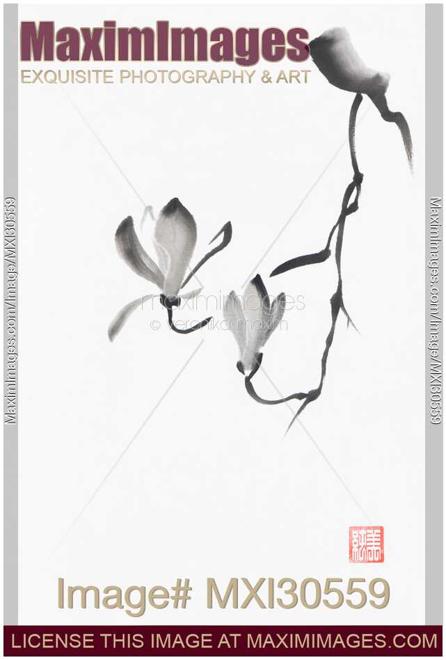 Beautiful magnolia branch with two flowers Japanese Zen Sumi-e painting on white rice paper