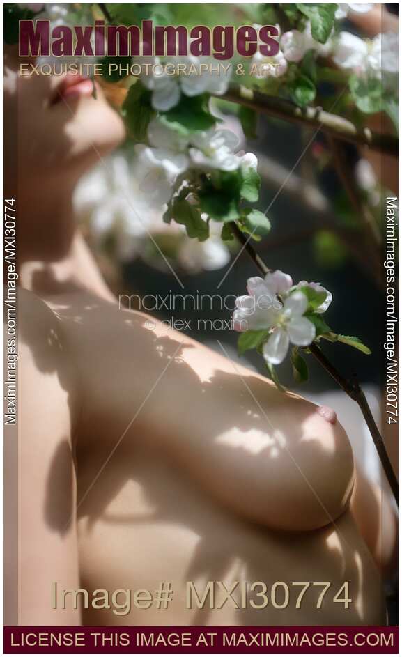 Beautiful nude woman body and bare breasts touching white flowers of apple tree blossoms