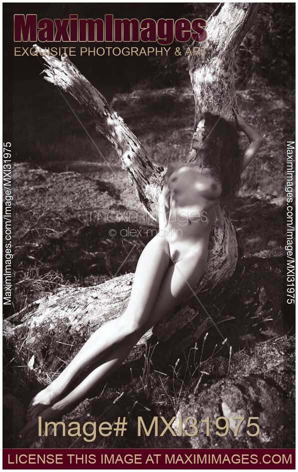 Beautiful nude woman lying naked on a trunk of a tree in the nature Sepia fine art