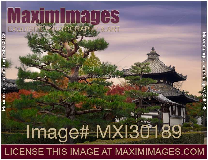 Beautiful pine trees in front of Tofukuji Temple bell tower in Kyoto