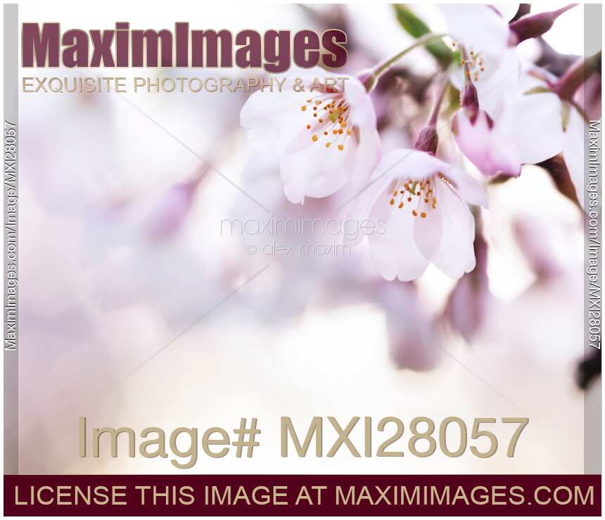 Beautiful pink cherry blossom