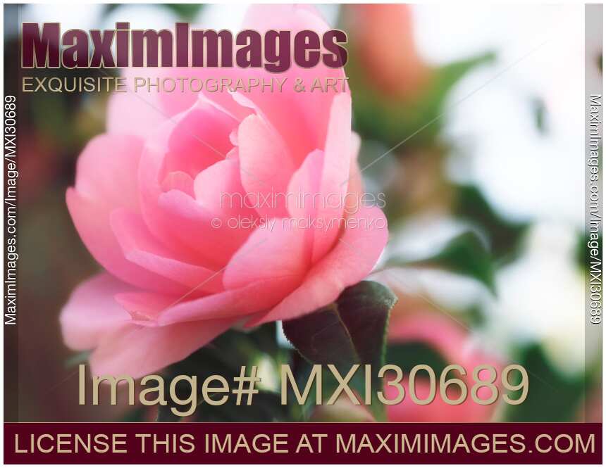Beautiful pink flowers of Camellia Japonica closeup blossoms in sunlight