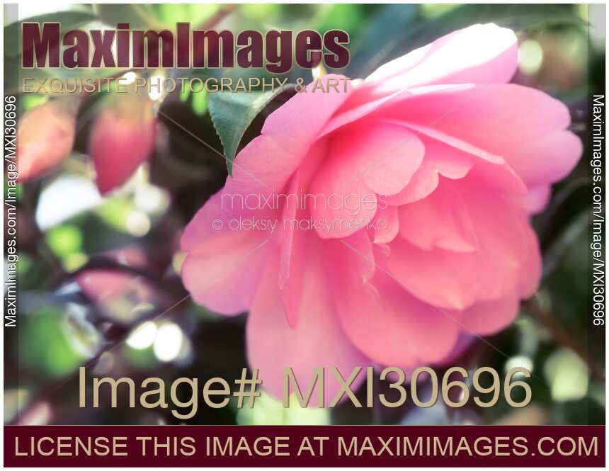 Beautiful pink Japanese camellia Camellia Japonica artistic closeup of a flower