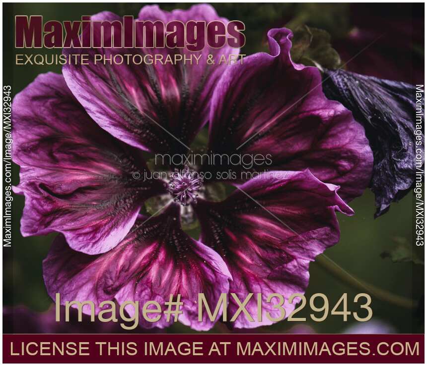 Beautiful purple magenta flower with large open petals Dramatic nature closeup