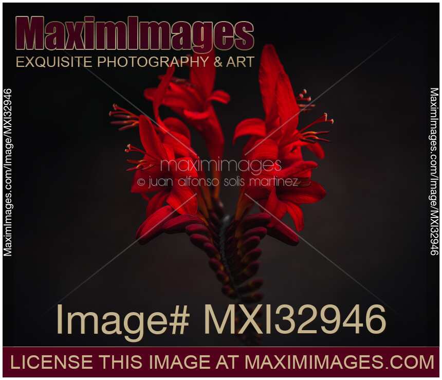 Beautiful red exotic flower in dark moody floral still life