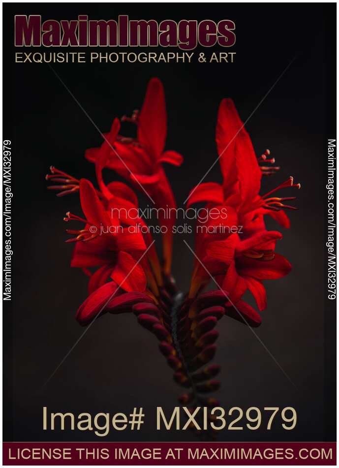 Beautiful red exotic flowers on dark black background dramatic floral still life