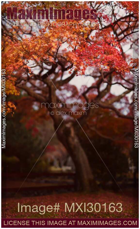 Beautiful red Japanese maple tree in a garden