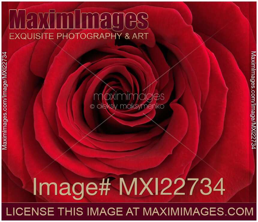 Beautiful Red Rose