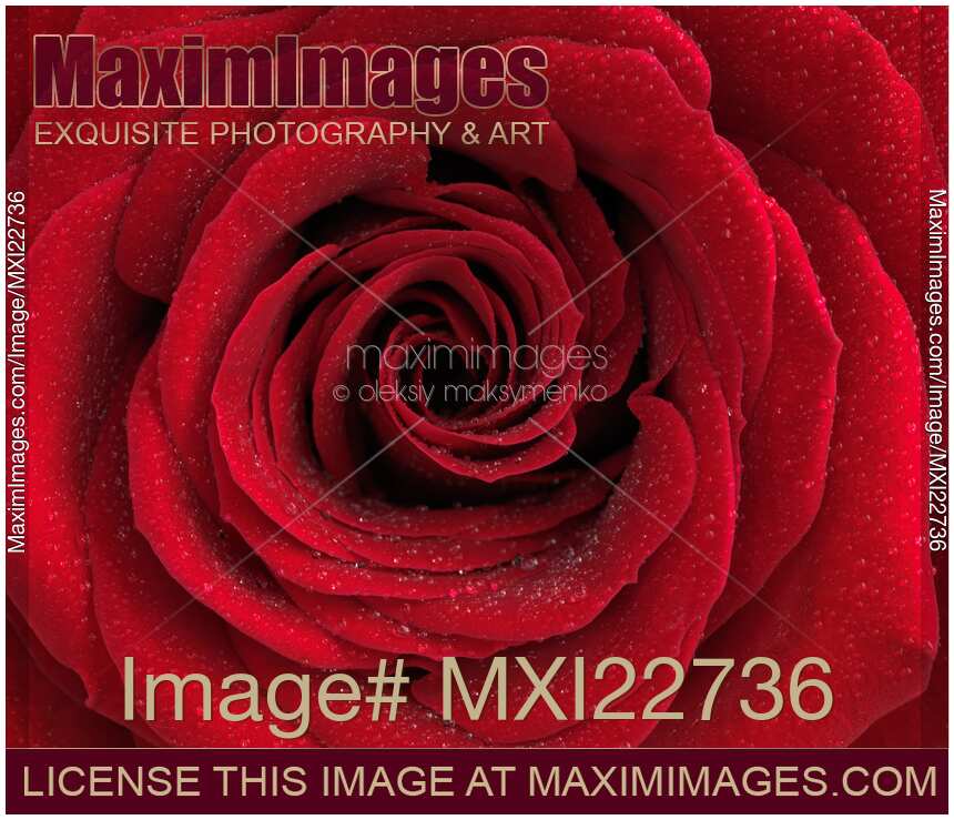Beautiful Red Rose