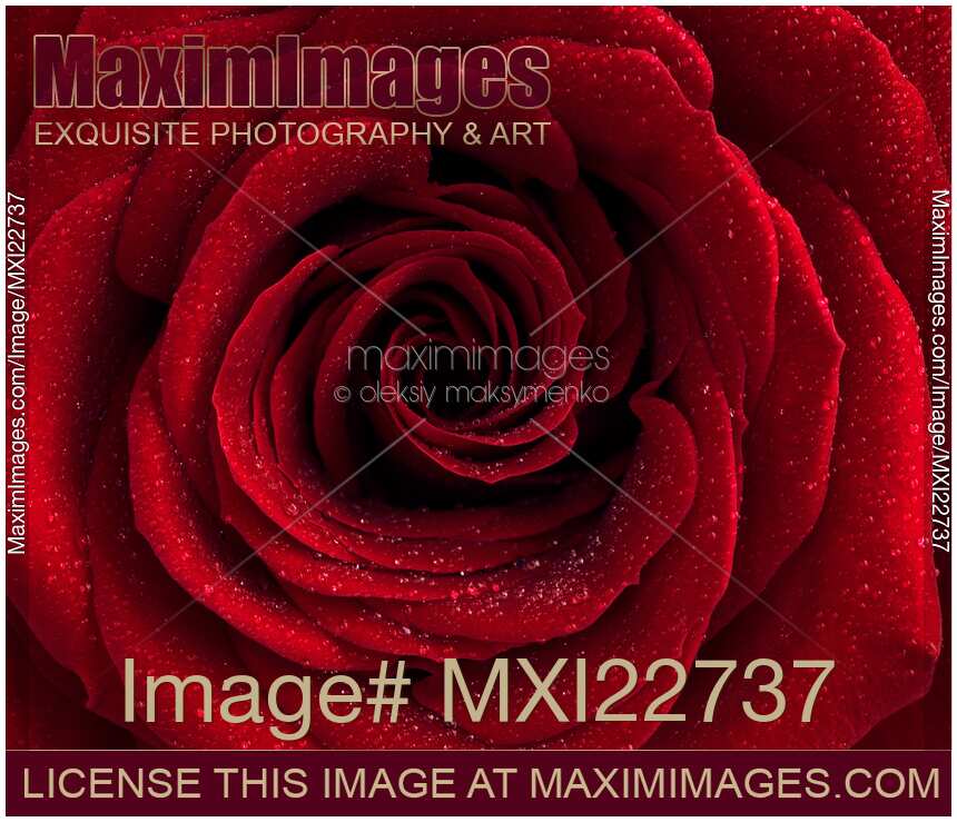 Beautiful Red Rose