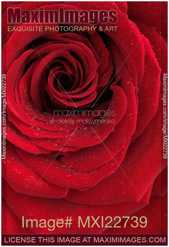 Beautiful Red Rose