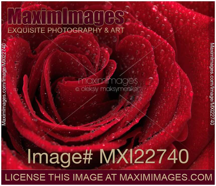 Beautiful Red Rose