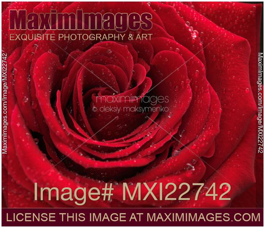 Beautiful Red Rose