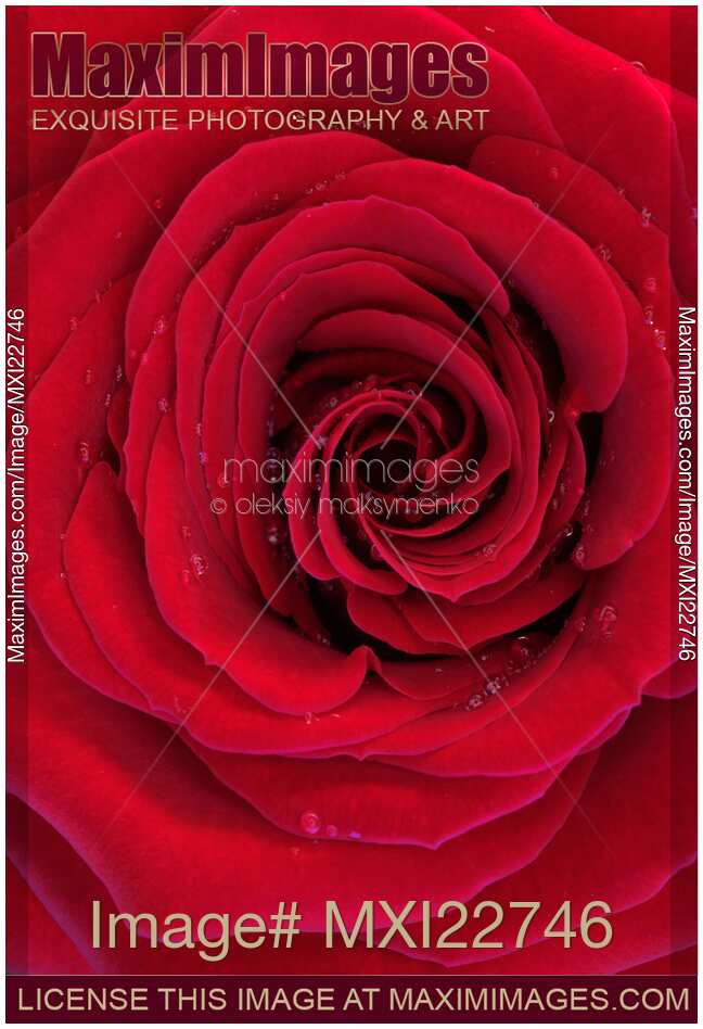 Beautiful Red Rose