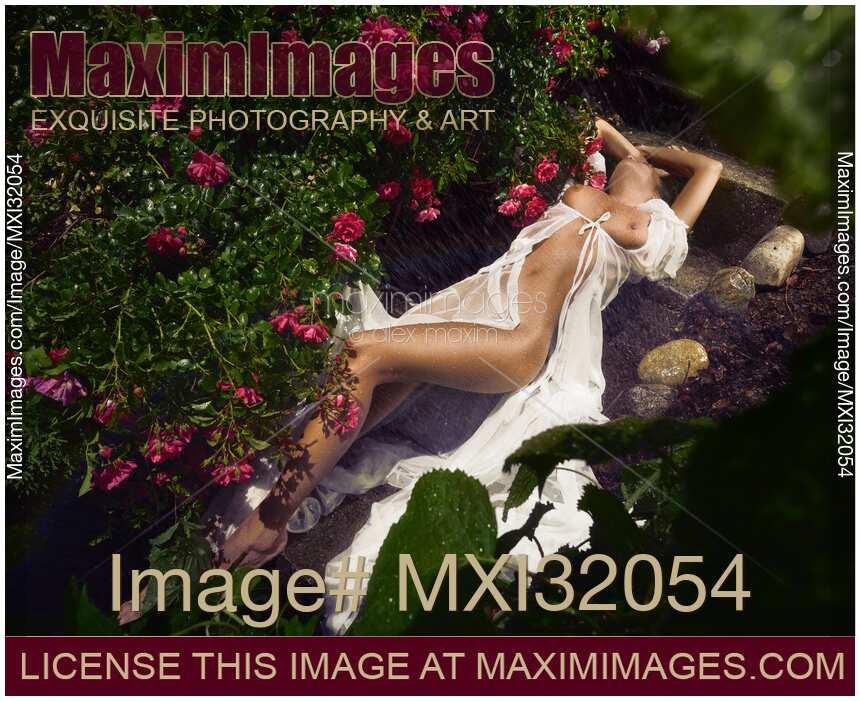 Beautiful sexy woman in white sheer wet dress revealing her nude body lying in rose garden in the rain