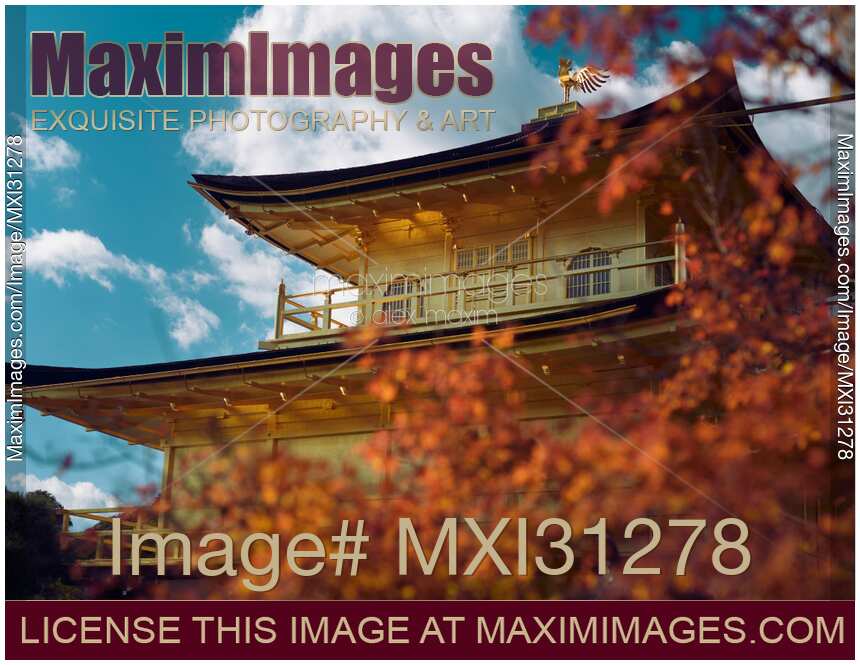 Beautiful shiny Golden Pavilion of Kinkaku-ji Zen temple behind red autumn leaves